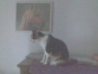 Mimosa - (12 ans)