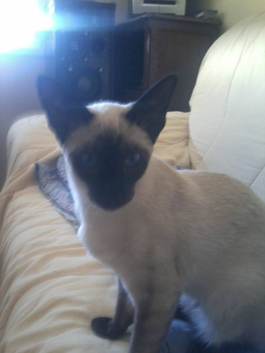 Helma - (8 mois)