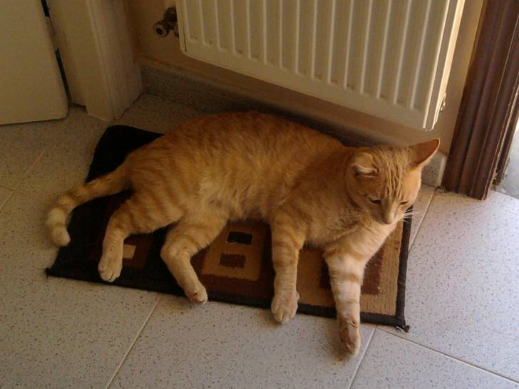 Tom - Mâle (2 ans)