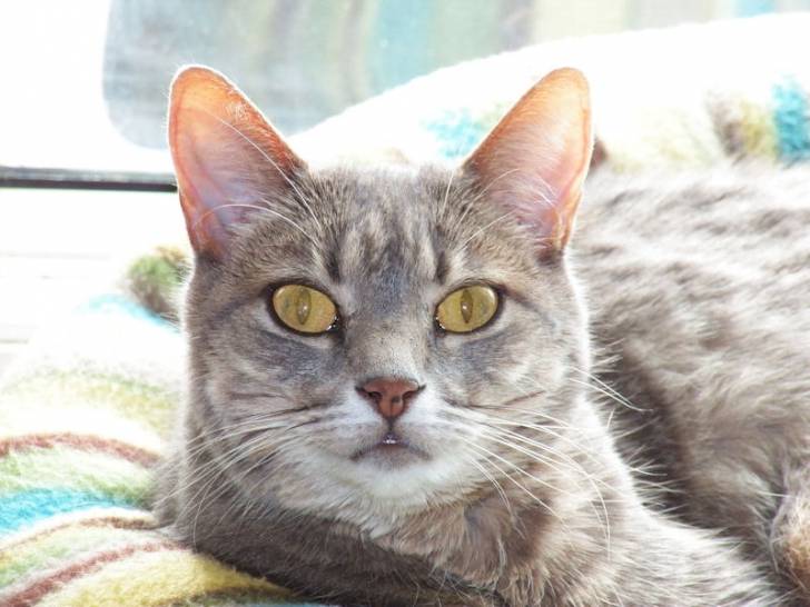 Tora - (11 ans)