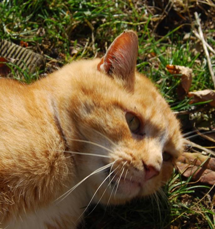 Caramel - Mâle (6 mois)