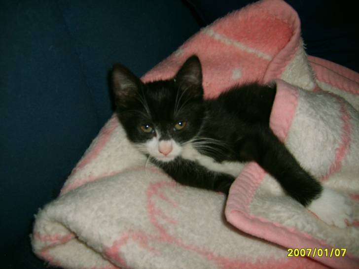 Lilly - (6 mois)
