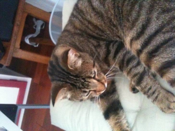 my cat - Mâle