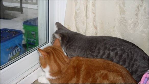 Mitaine et Molly -