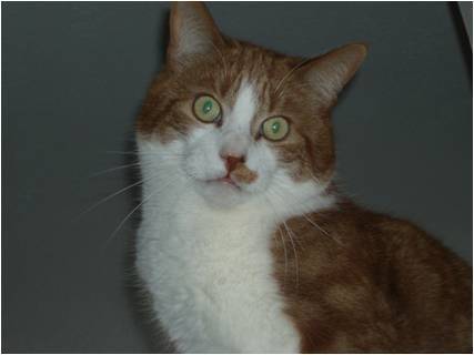 Mitaine - Mâle (5 ans)