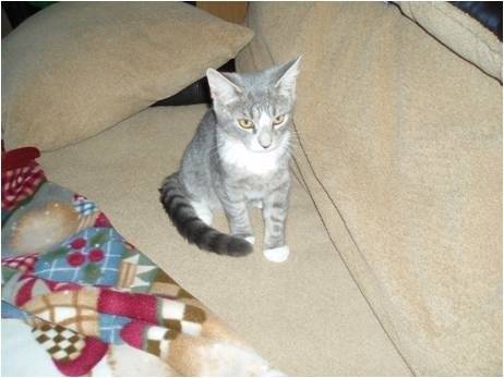 Molly - (3 mois)