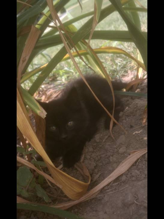 Shadow - Mâle (6 mois)