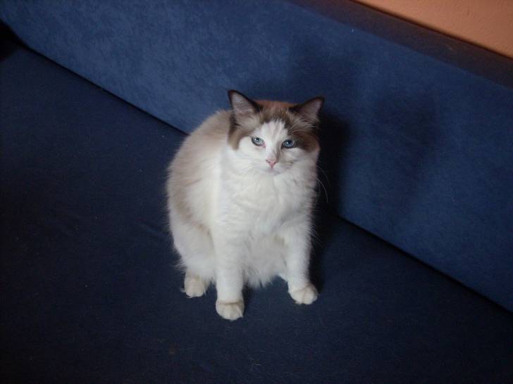 Teyla - (3 ans)