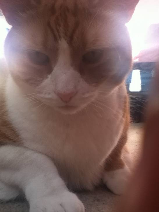Pandy - Mâle (9 ans)