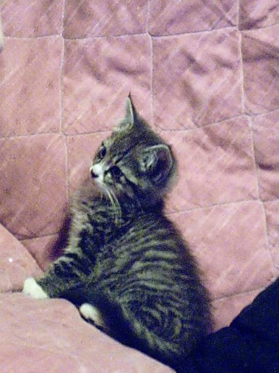 Cali - Mâle (6 mois)
