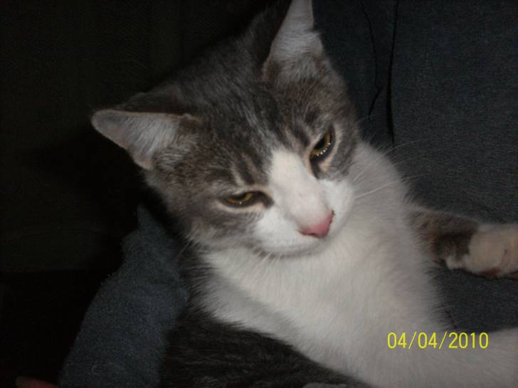 mishi - Mâle (2 ans)