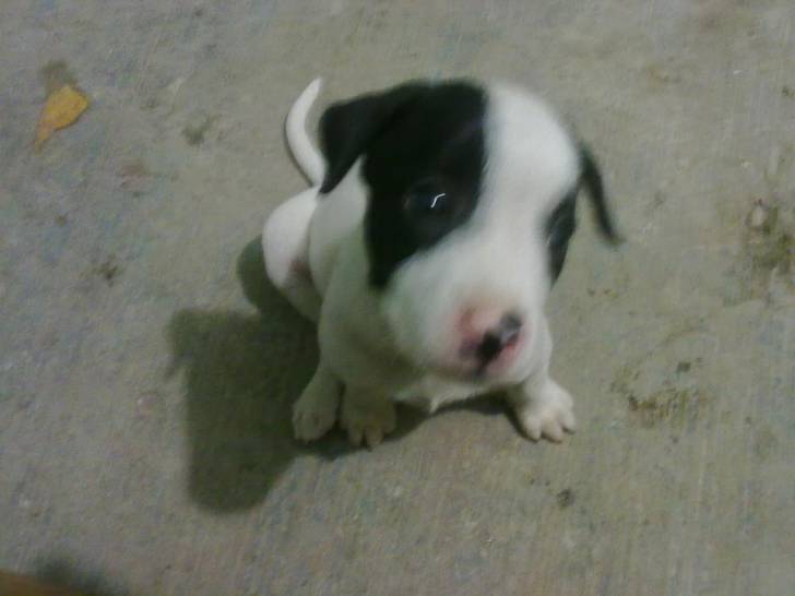 molkas - (7 mois)