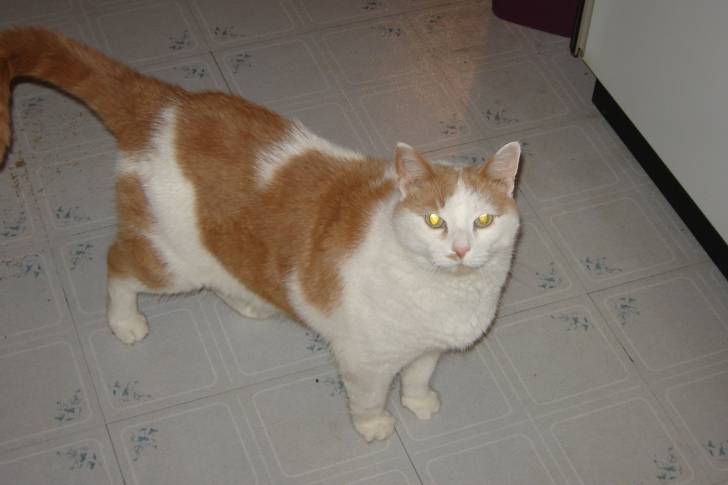 Caramel - Mâle (12 ans)