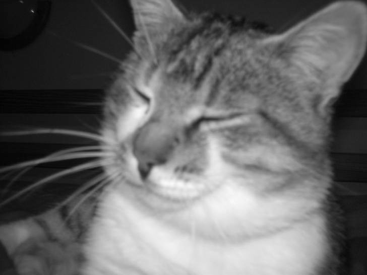 Pussy cat - Mâle
