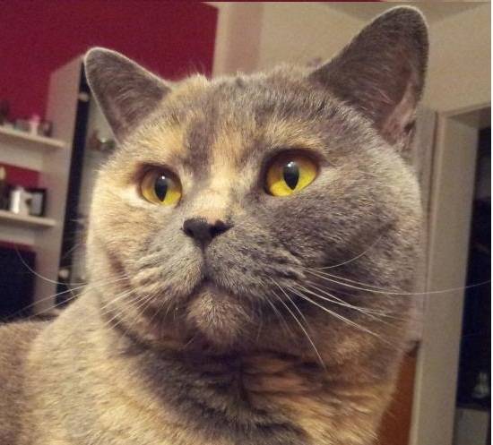 Belena - (4 ans)