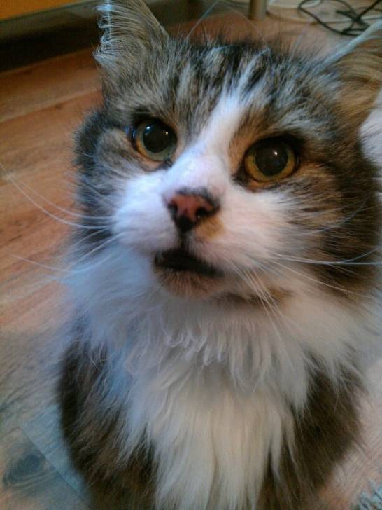 scruffy - Mâle (16 ans)