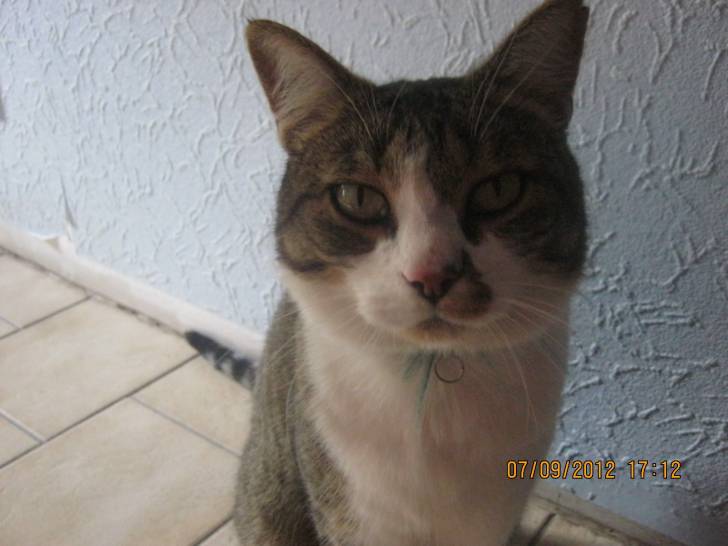 Chouchou - Mâle (4 ans)