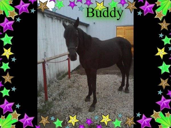 Buddy - Mâle