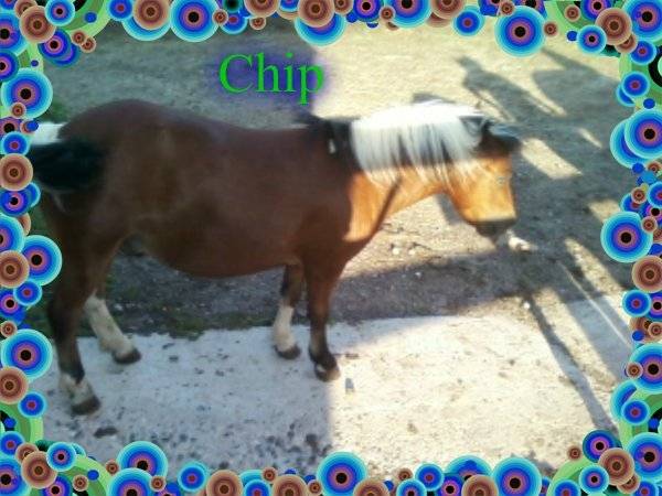 Belgains - (Autre)