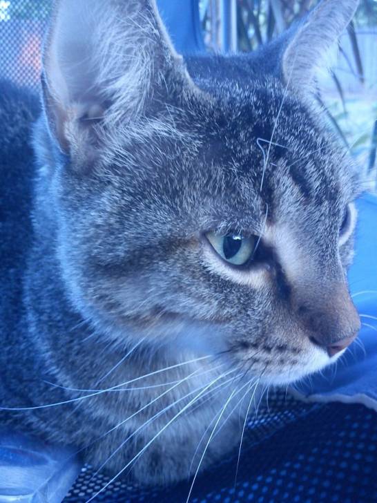 Satan - Mâle (2 ans)