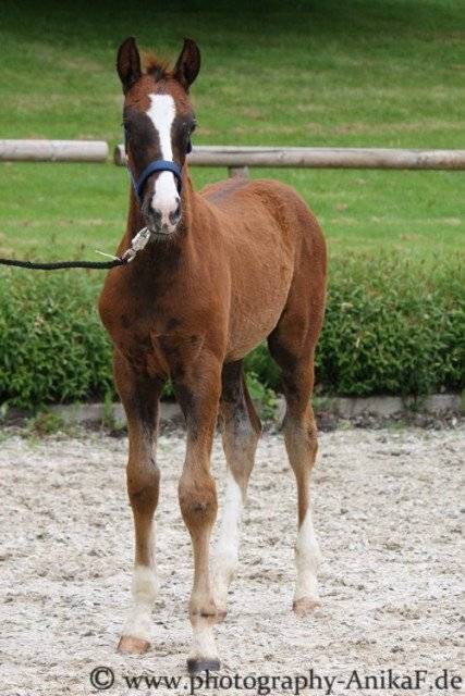 Melody - (1 mois)