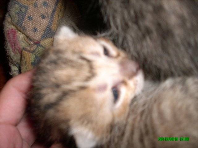 QUE AMORRRR!!! - Mâle (1 mois)