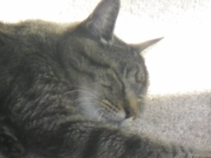 Robin - Mâle (18 ans)