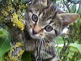 janot - Mâle (2 ans)