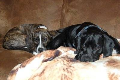 rocco(black one)buster - Mâle (2 ans)