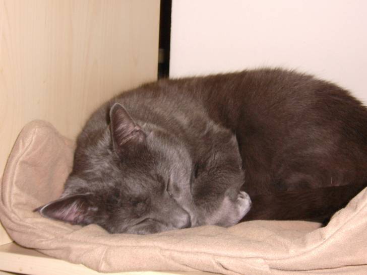 Cedi - Mâle (6 ans)