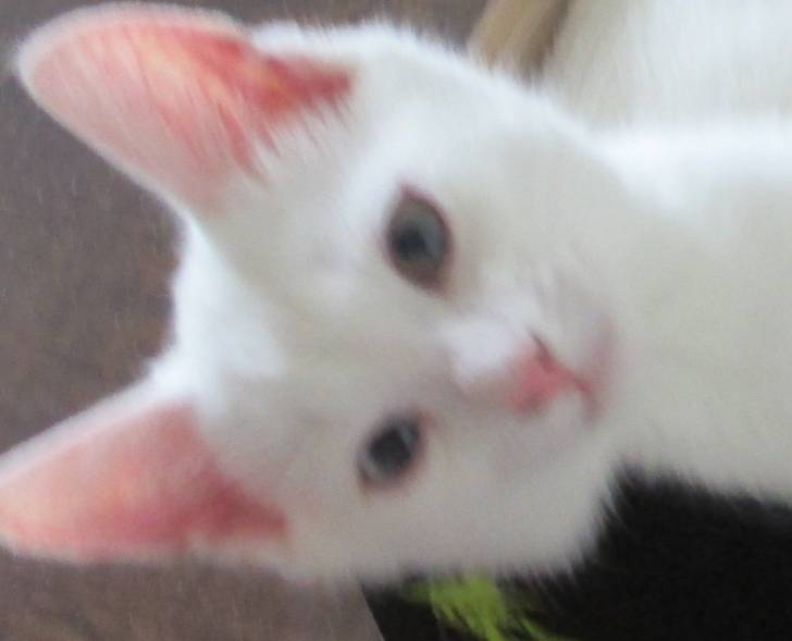 Precious - (7 mois)