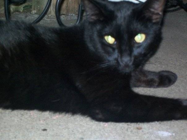 Smokey. I miss him - Mâle (5 ans)