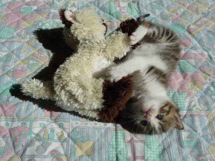 Kiri - Mâle (1 mois)