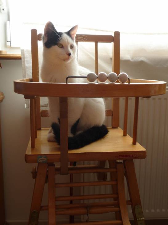 Diabolo - Mâle (6 mois)