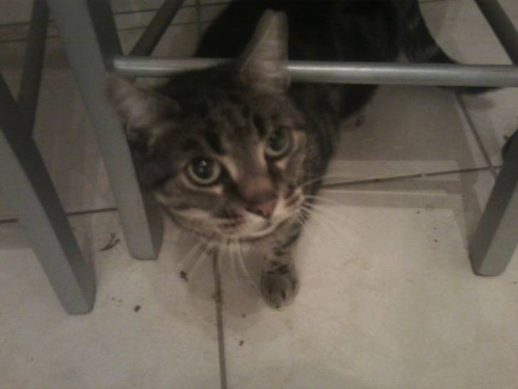 Poli - Mâle (10 ans)