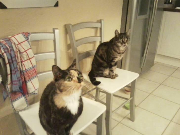 Poli et Chatouille -