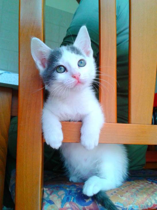 Birba - (8 mois)