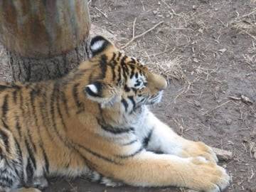 Tiga - (2 ans)