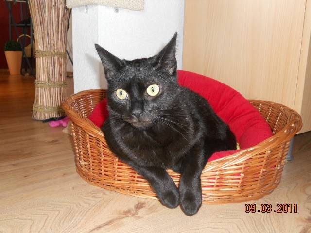 Robby - Mâle (3 ans)