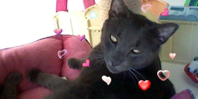 Mickey - Mâle (2 ans)