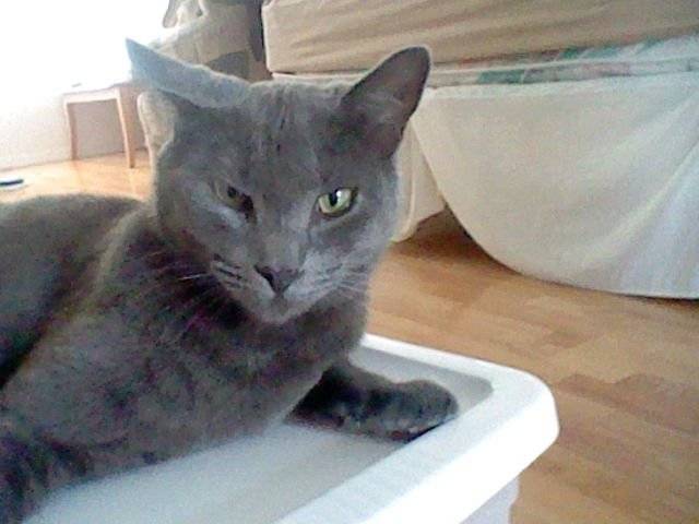 Moses - Mâle (2 ans)