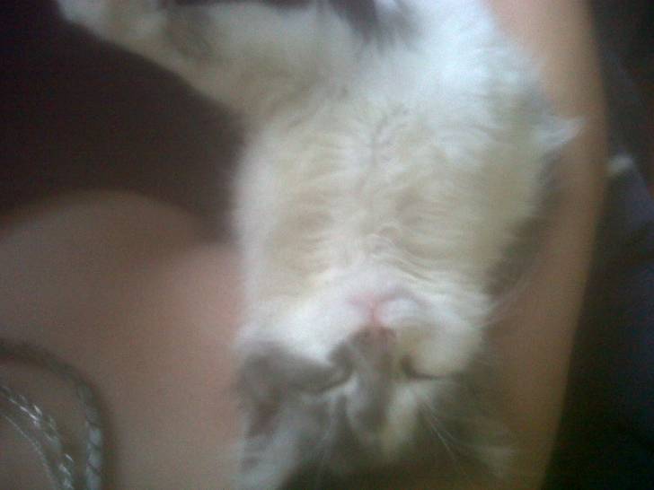 Betty - (6 mois)