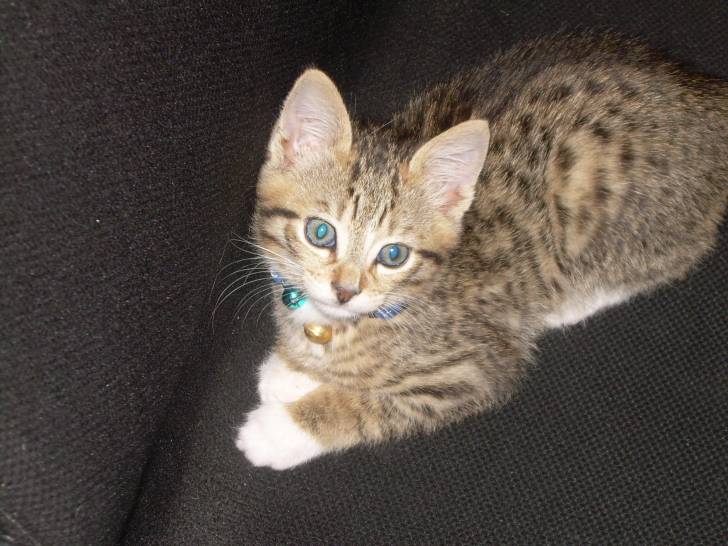 biscotte - Mâle (2 ans)