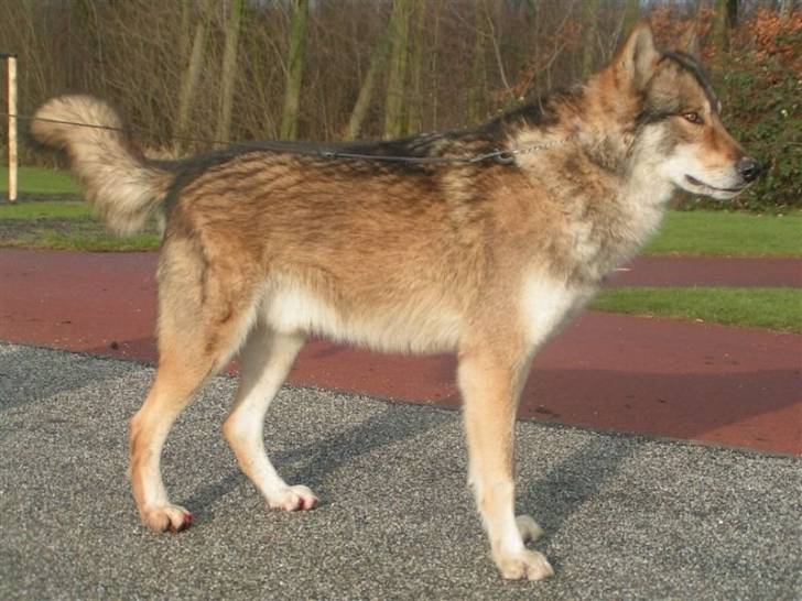 Anouw(CLSPR) - Mâle (4 ans)