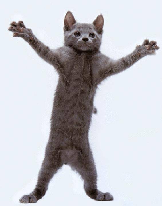 cat - (6 mois)