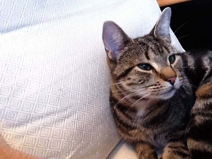 Sandy - Mâle (2 ans)