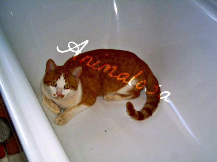 Timmi - Mâle (8 ans)