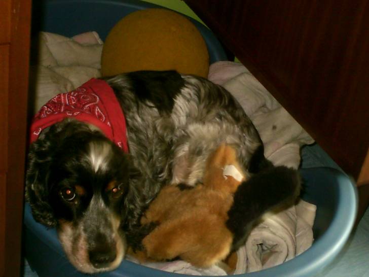 Heidi - (12 ans)