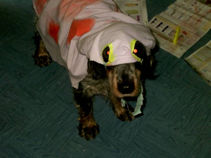 Heidi et son costume d'halloween je l'ai fait moi même! :) - (12 ans)