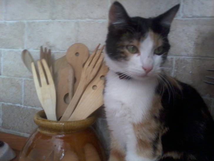sibilla - (4 mois)